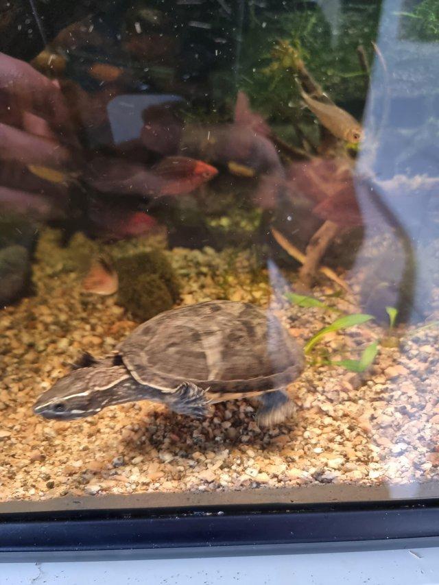 Preview of the first image of Musk turtle fir sale very healthy.