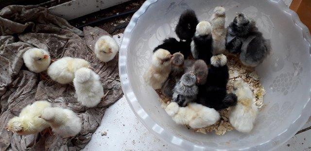 Image 2 of Polish/ Poland bantam fertile hatching eggs and chicks