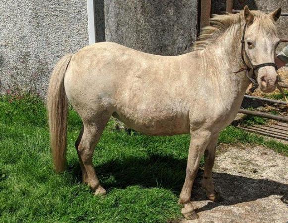 Image 3 of Registered British spotted cremello pony filly.
