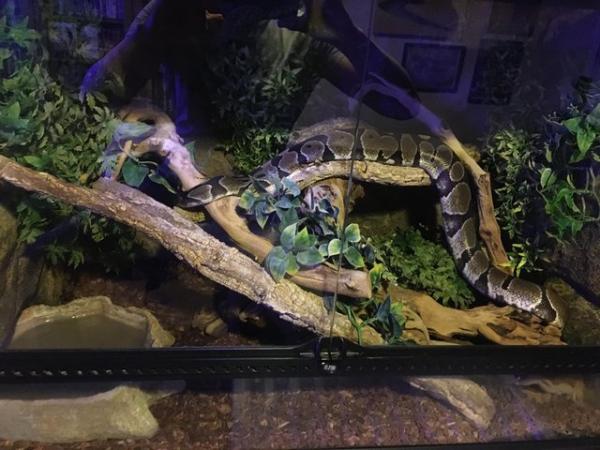 Image 3 of Ball python with or without full enclosure