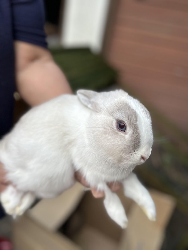 Preview of the first image of 8 month old rabbits looking for new homes.