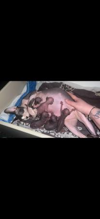 Image 11 of 5 Sphynx kittens for sale, 2 boys, 1 girl left £600 each