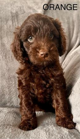 Image 3 of DNA Health cleared Cockapoo puppies ready to go 17th may