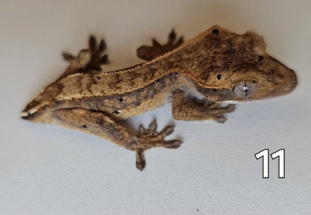 Image 14 of Juvenille Crested geckos