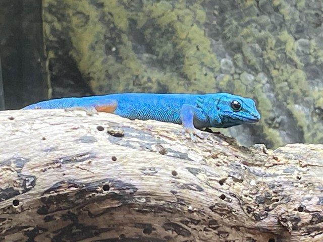 Preview of the first image of Electric blue day gecko Lygodactylus williamsi.