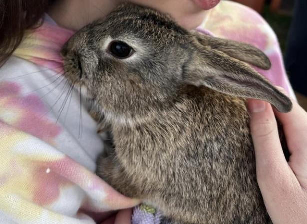 Image 2 of Young male rabbit for sale