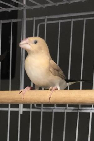 Image 5 of BREEDING PAIR of SILVERBILL FINCHES. For sale in Nelson