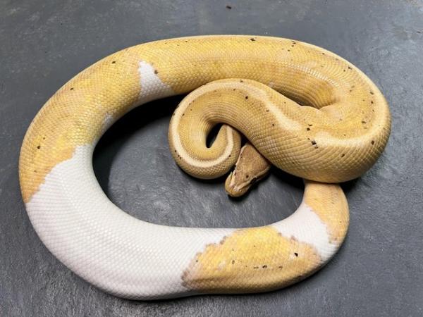 Image 2 of Male Banana Pied ball python CB21