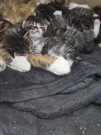 Image 12 of **** SOLD **** Mainecoon x Norwegian Forest Kittens
