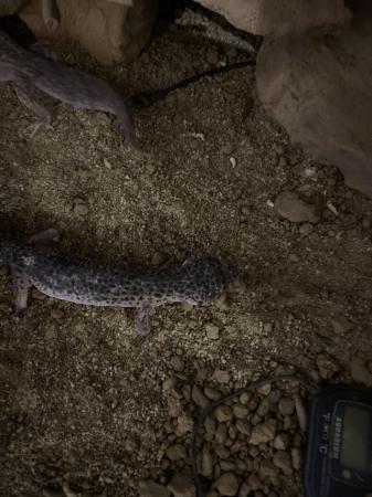 Image 1 of Leapard gecko pair. 5years old
