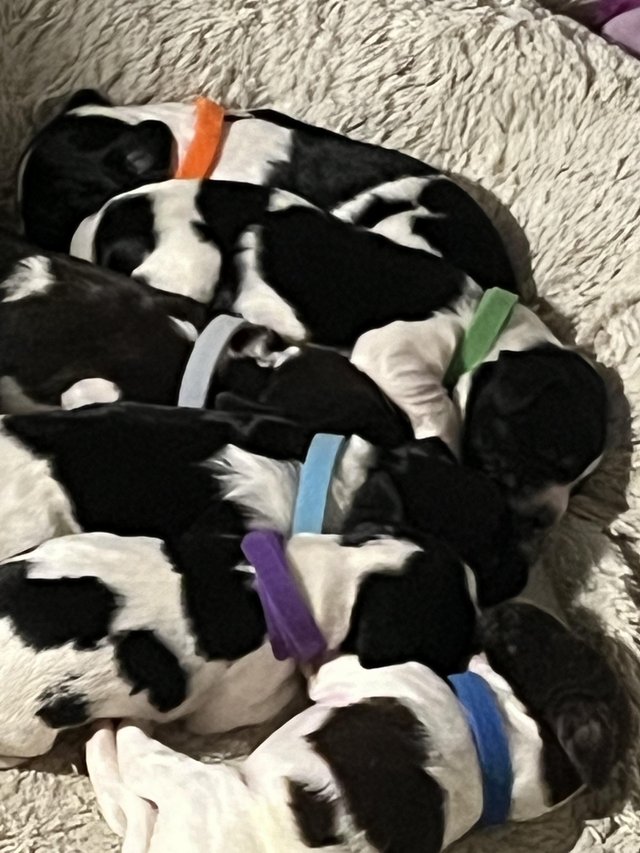 Preview of the first image of 6 week old sprocker puppies microchipped.