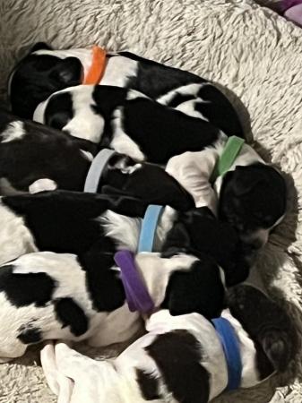 Image 1 of 6 week old sprocker puppies microchipped