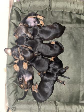 Image 10 of Miniature Black and Tan dachshunds puppies