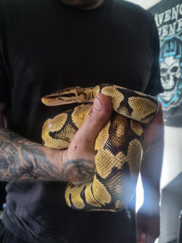 Preview of the first image of Yellow BALL python with vivarium super friendly.