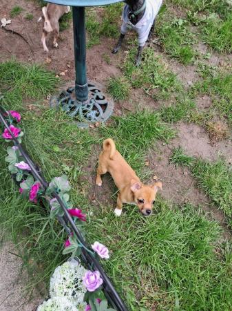 Image 16 of Sweet playful chihuahua puppy Manchester