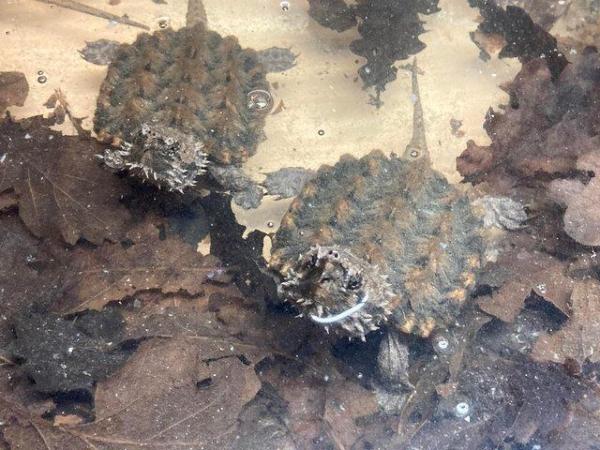 Image 9 of 3 Year old Alligator Snapping Turtles and full setup