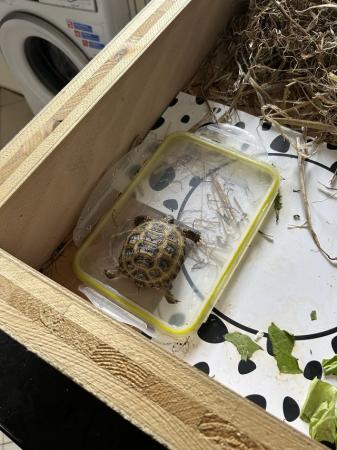 Image 3 of Horsefield tortoise about 2 yr old price is each