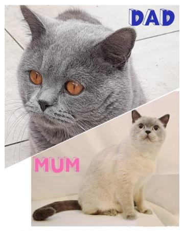 Image 10 of Amazing and Friendly British Shorthair Kittens for sale!!!