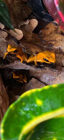 Image 6 of Dart frogs orange phyllobates terribilis black foot