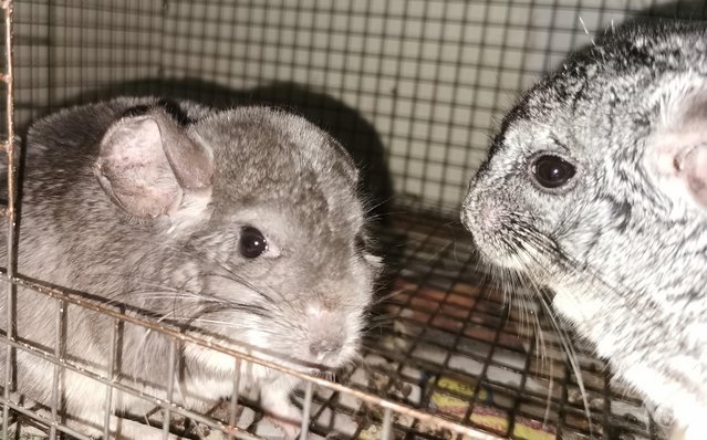 Image 3 of Various Adult chinchillas for sale from £40