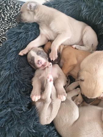 Image 5 of Stunning litter of whippet puppies, KC reg from show lines