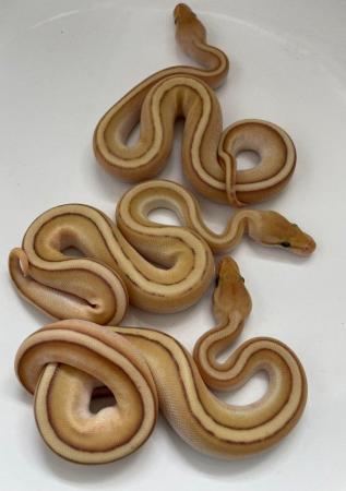 Image 7 of Various royal pythons for sale