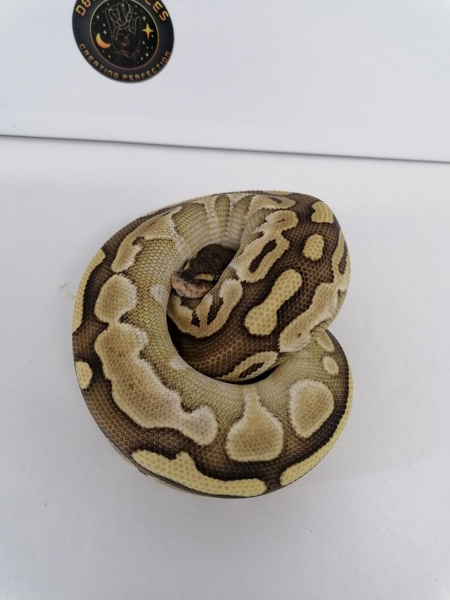 Preview of the first image of Butter/lesser female ball python.