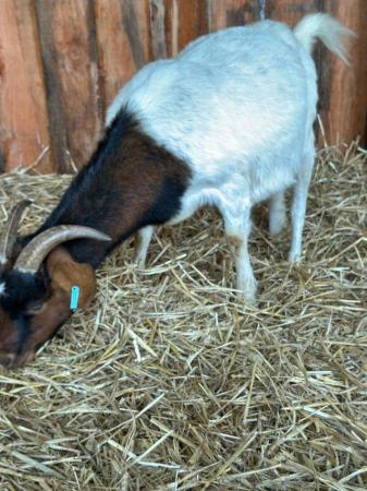 Image 1 of Various goats looking for new homes