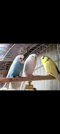 Image 2 of 3x Budgies for sale MUST GO TOGETHER