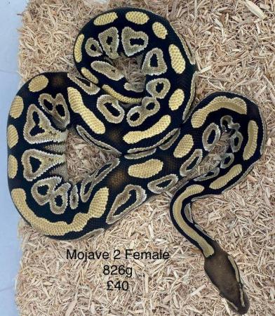 Image 10 of Royal Pythons for sale.