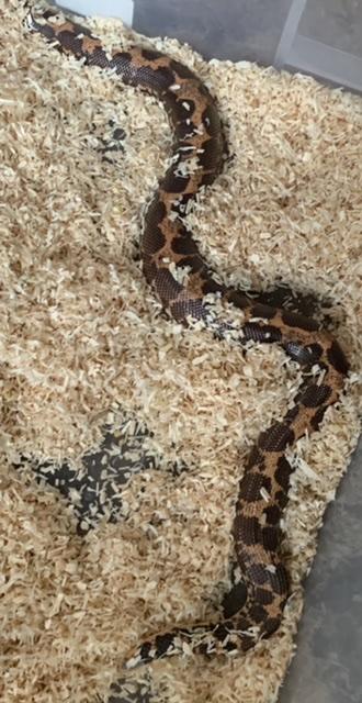 Preview of the first image of 2 year old male Sand Boa..