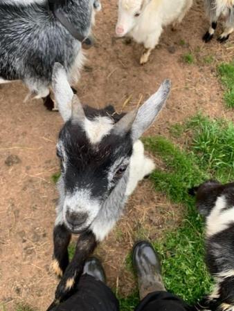 Image 4 of Male Pygmy Goat Kids -  Wethers