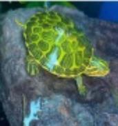 Image 4 of Cute Baby Turtles - Lots to Choose From