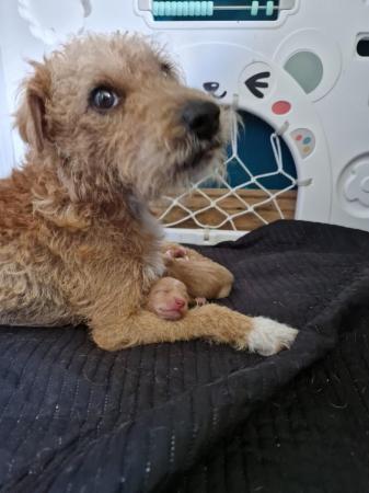 Image 8 of Lakeland Terrier Puppies For Sale