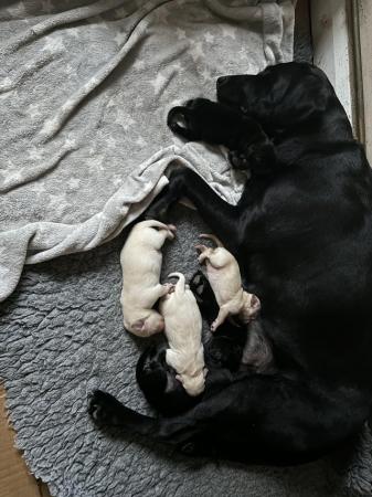 Image 1 of 7 week old black Labrador girls