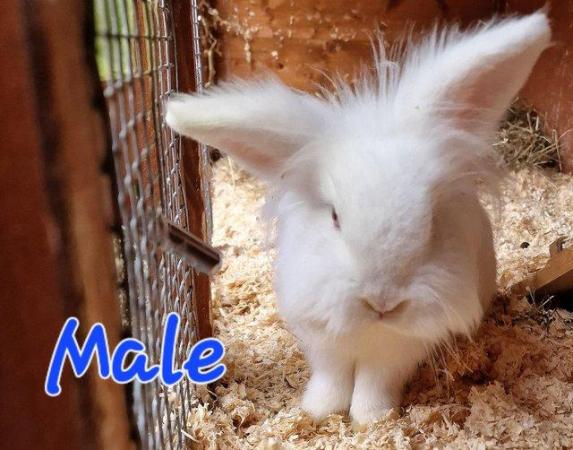 Image 20 of 1 Albino Lion-Lop Bunny For Sale