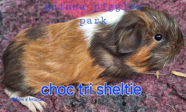 Image 7 of Stunning baby boar/male guinea pigs