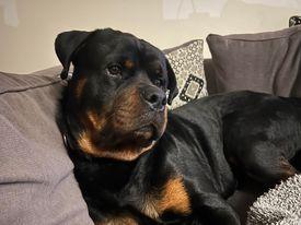 Image 2 of Rottweiler puppies home reared family pets
