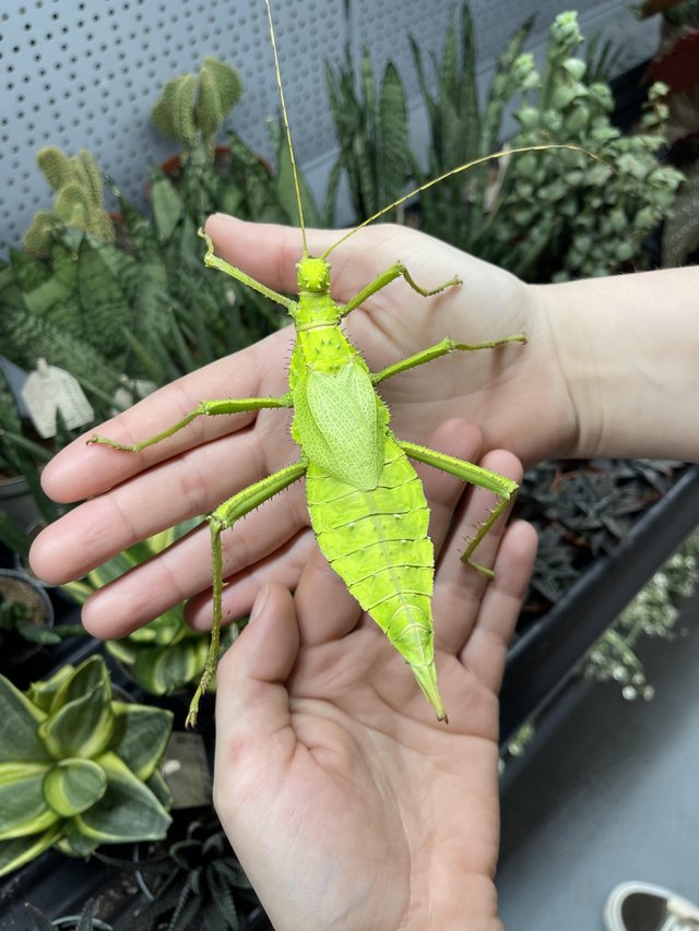 Preview of the first image of Stick insects at urban exotics.