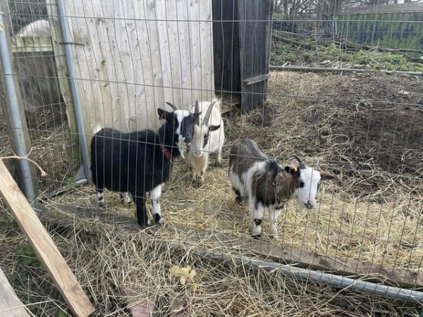 Image 5 of Pygmy goats for sale W Yorks