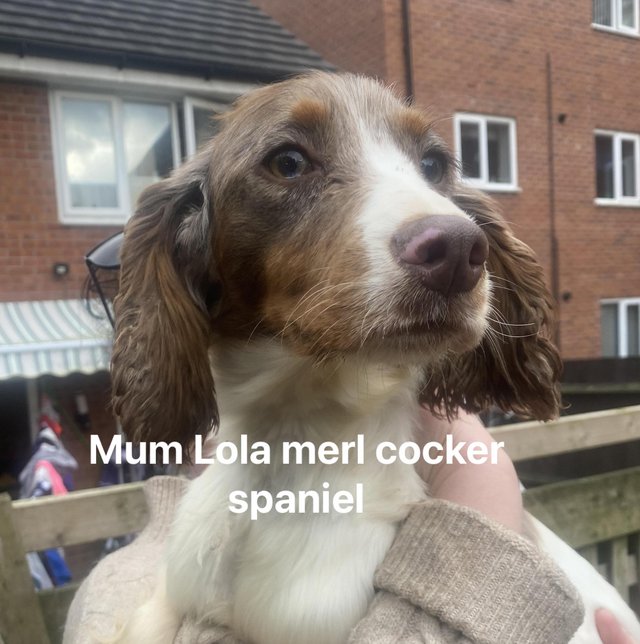 Preview of the first image of Beautiful cocker spaniel puppies.