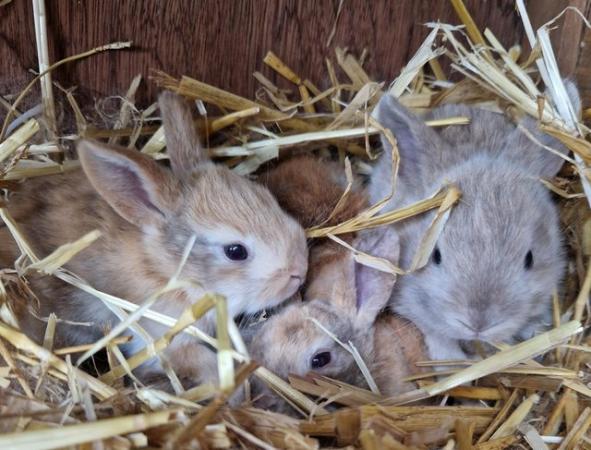 Image 5 of Bunnies looking for loving forever homes