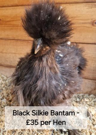 Image 8 of POL Hybrid Hens & Pure Breed Bantams for sale
