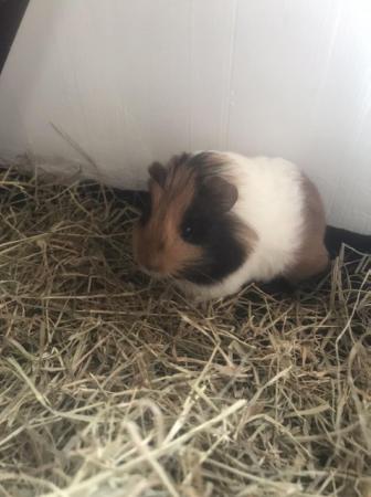 Image 3 of Make and female Guinea pigs looking for loving homes