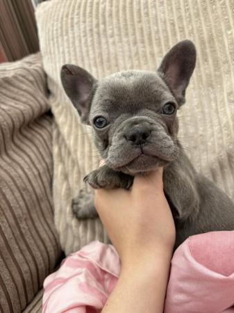 Image 5 of French Bulldog outstanding puppies