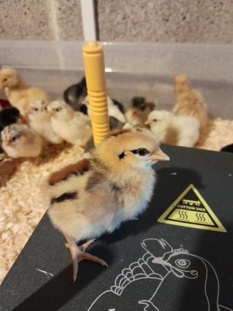 Image 3 of Day old chicks from a mixed flock