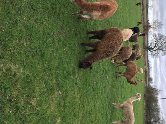 Preview of the first image of 3 female breeding alpacas (20 available)..