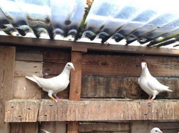 Image 4 of PURE WHITE LOGAN PIGEON FOR SALE