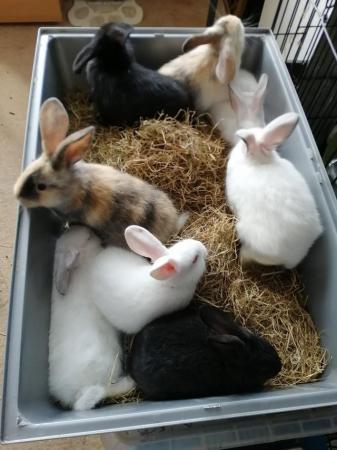 Image 6 of Cute REX baby bunnies with lovely temperament