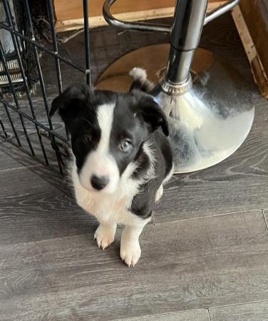 Image 5 of Absolutely beautiful Border Collie girl puppy